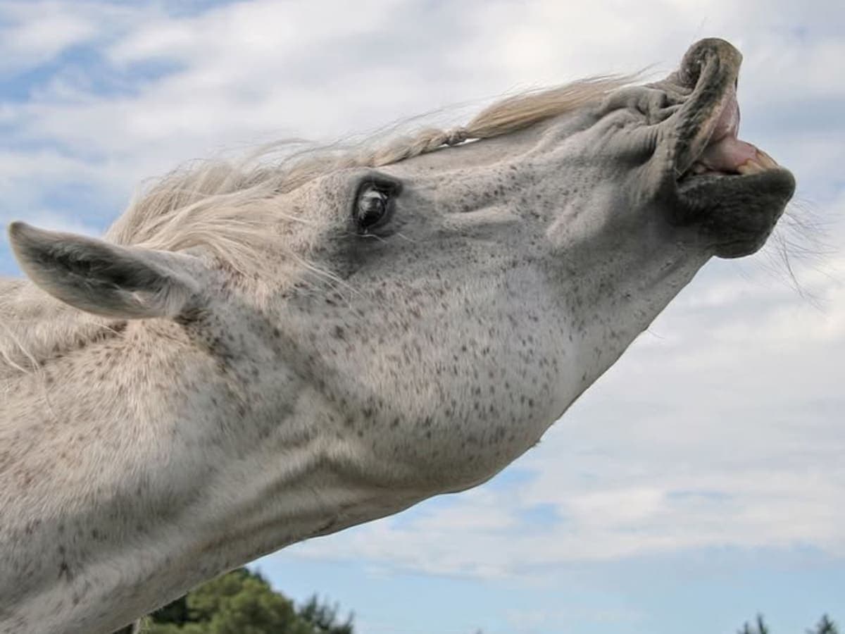 Rakuh A Payaman (Marlboro Country)