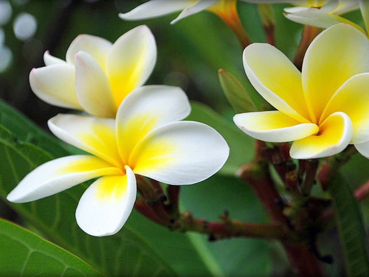 New Flavor House, Inc